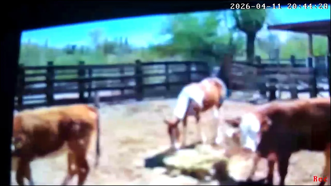 Captura real de cámara en el corral