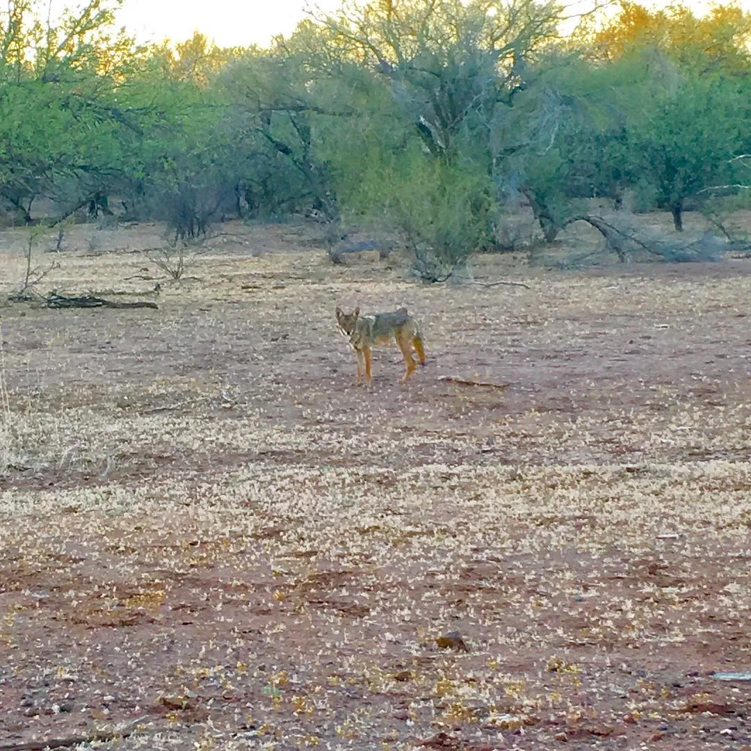 Coyote