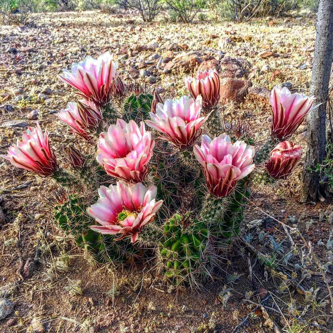 Flor de cactus