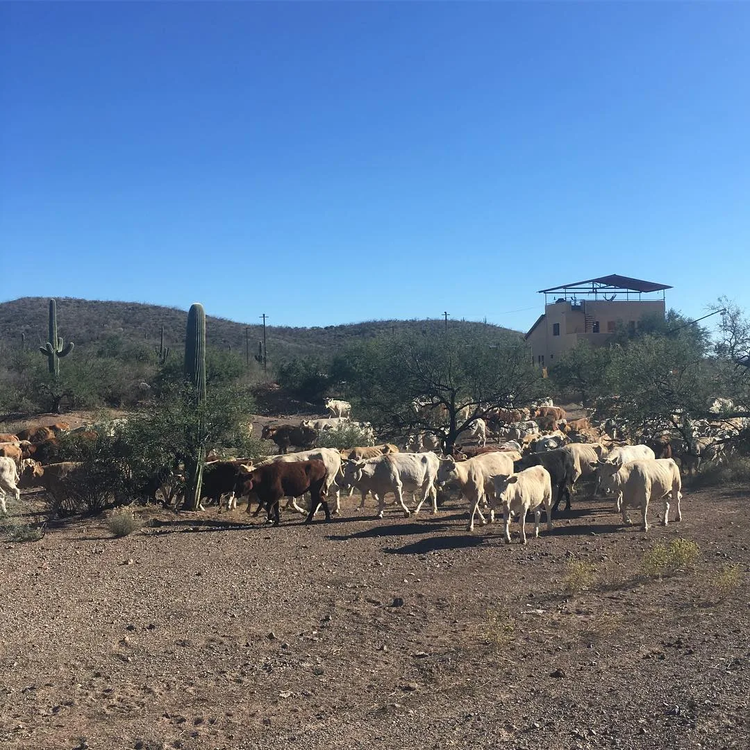Ganado charolais