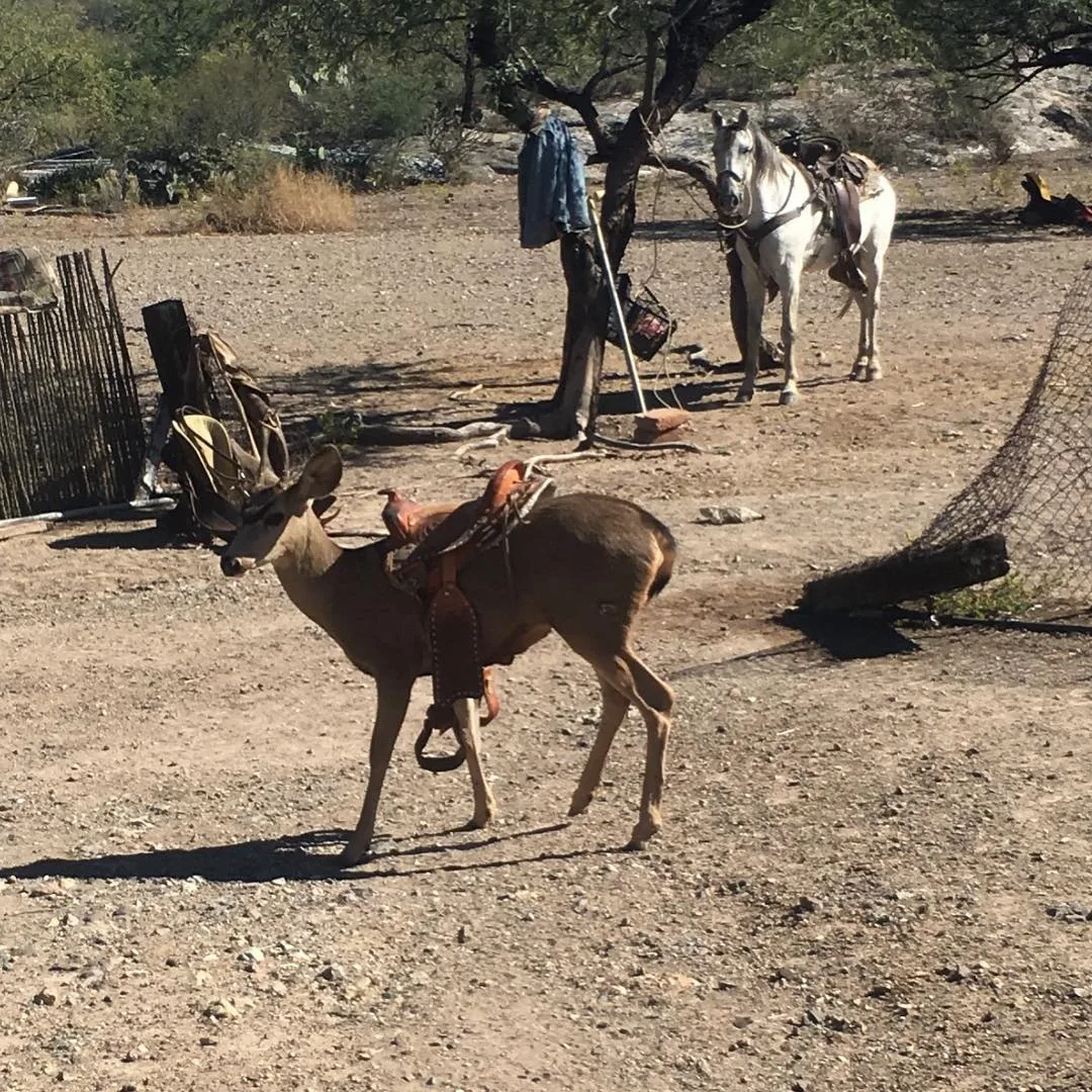 Mufasa, venado bura
