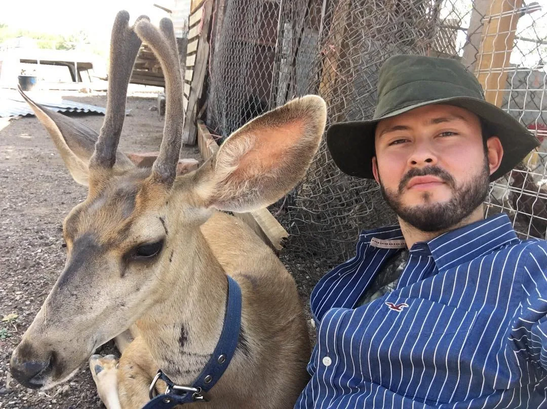 Venado bura