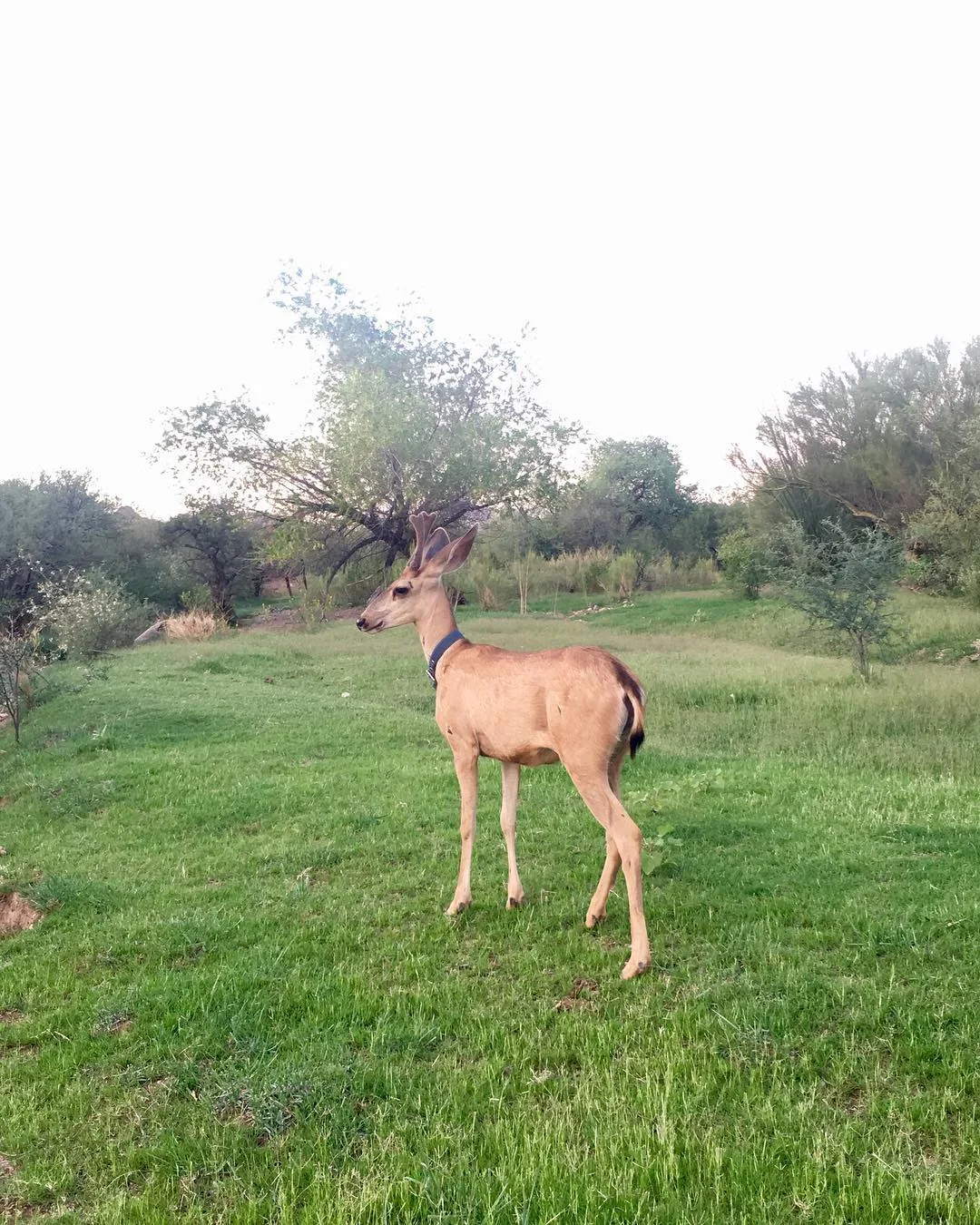Venado bura en el pasto