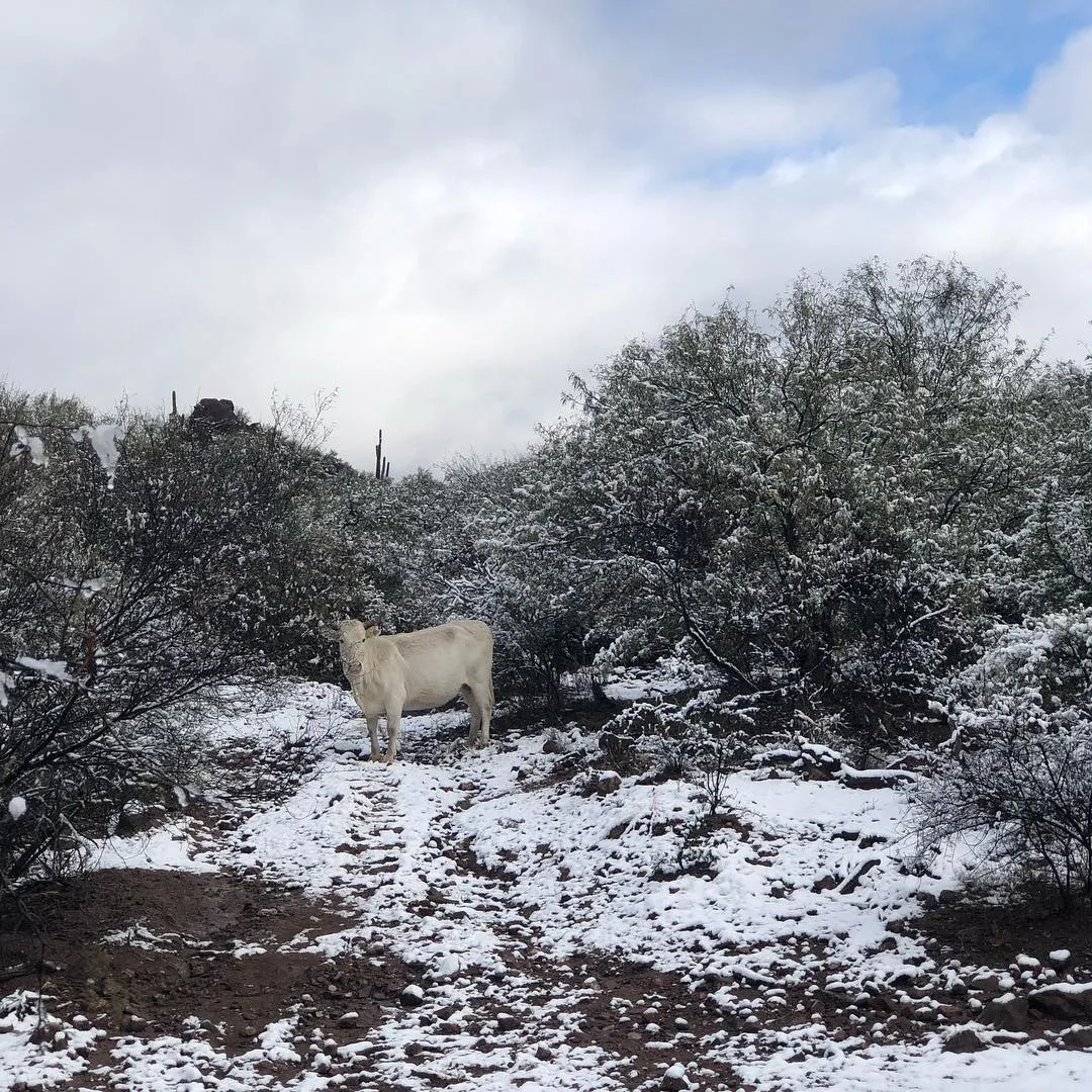 Nevada en el rancho