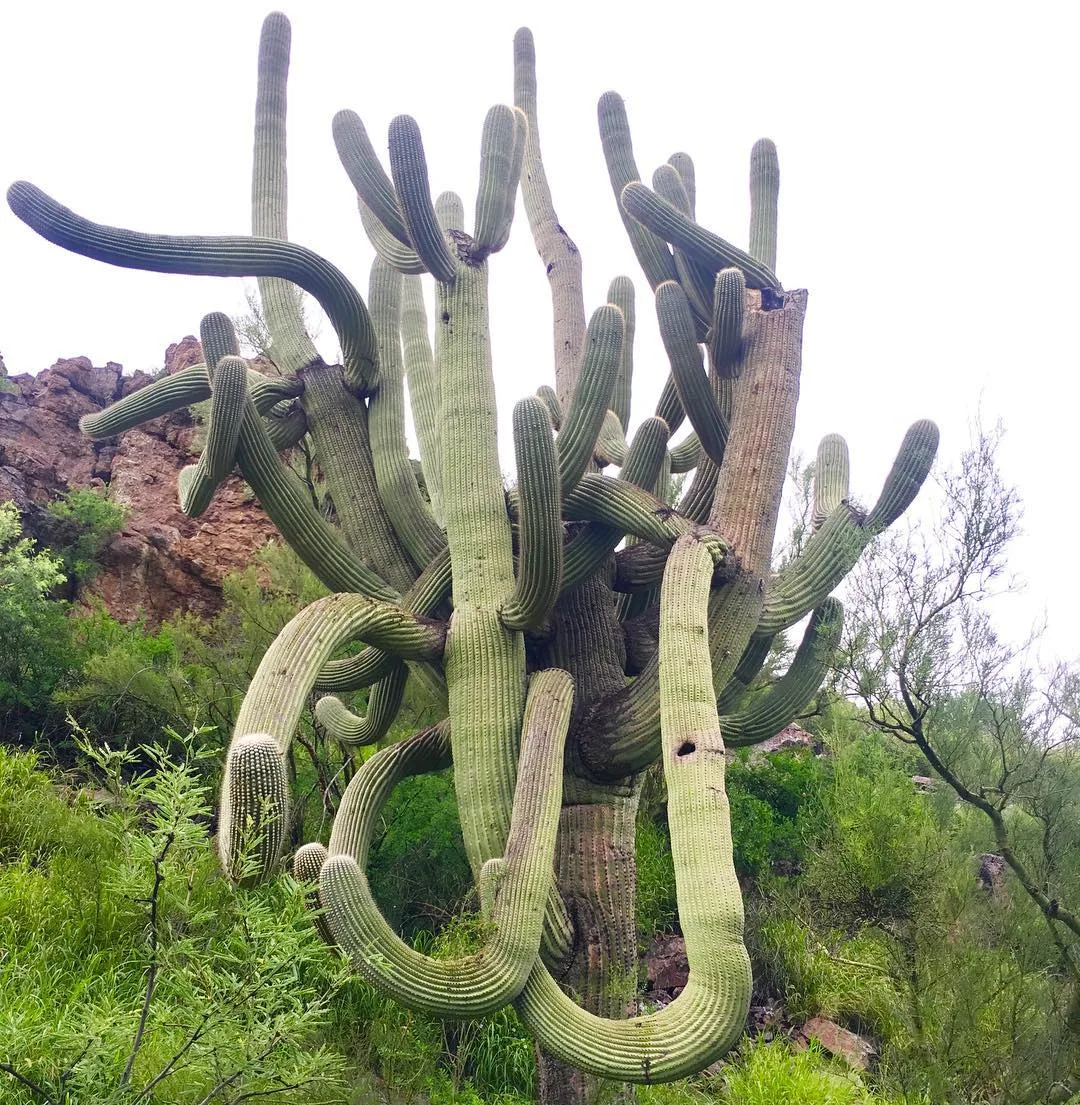 Sahuaro