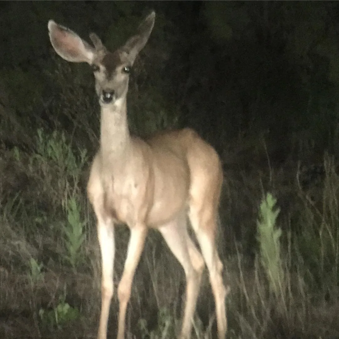 Venado
